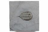 Dalmanites Trilobite Fossil - New York #357126-1